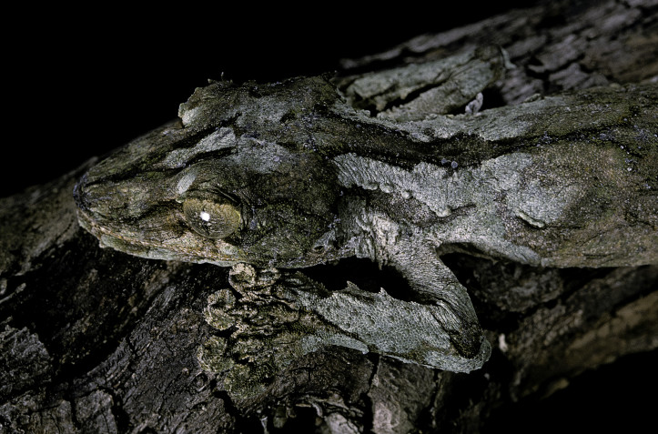 Gekon z gatunku "Uroplatus sikorae" ma na grzbiecie zmienne wzory i łuszczące się płaty skóry, przez co na drzewie wygląda jak kawałek kory/zdjęcie: Getty Images