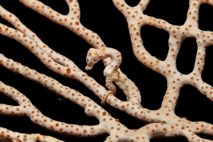 Ze względu na dobre maskowanie koniki morskie z gatunku "Hippocamp us denise" prawie nigdy nie są zjadane!/zdjęcie: Getty Images