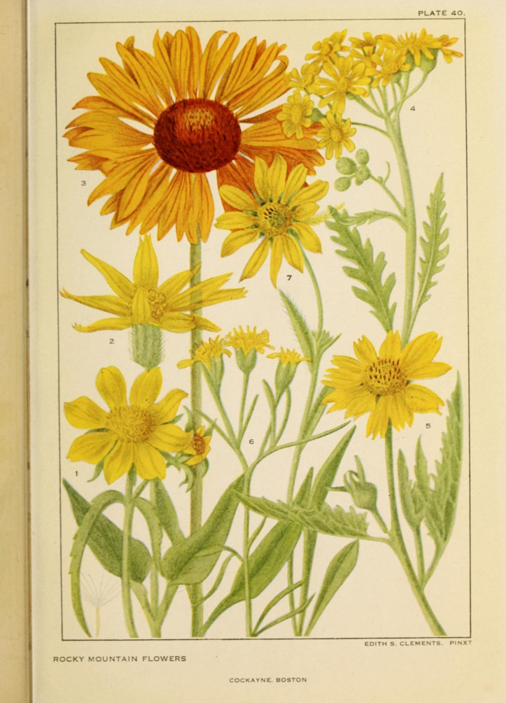 ilustracja z "Rocky mountain flowers", Edith Clements, 1914 r./Biodiversity Heritage Library (domena publiczna)