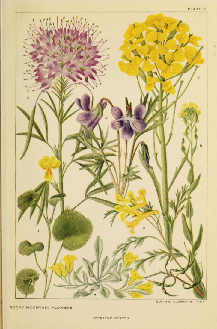 Illustration from “Rocky Mountain Flowers”, Edith Clements, 1914. Source: Biodiversity Heritage Library (public domain)