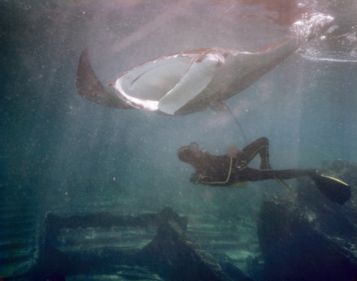 Scena z "Podwodnego świata Jacques’a Cousteau", płetwonurek i płaszczka, odc. "Śpiące rekiny Jukatanu"