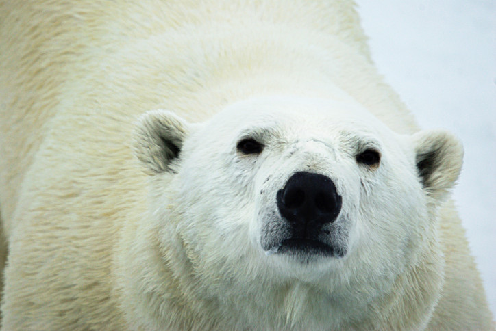 Scenki z życia niedźwiedzi polarnych udokumentował (z zachowaniem odpowiedniej odległości) autor tekstu Mikołaj Golachowski. Zdjęcia powstały w latach 2007 i 2015 w drodze na biegun północny i w Kanadzie.