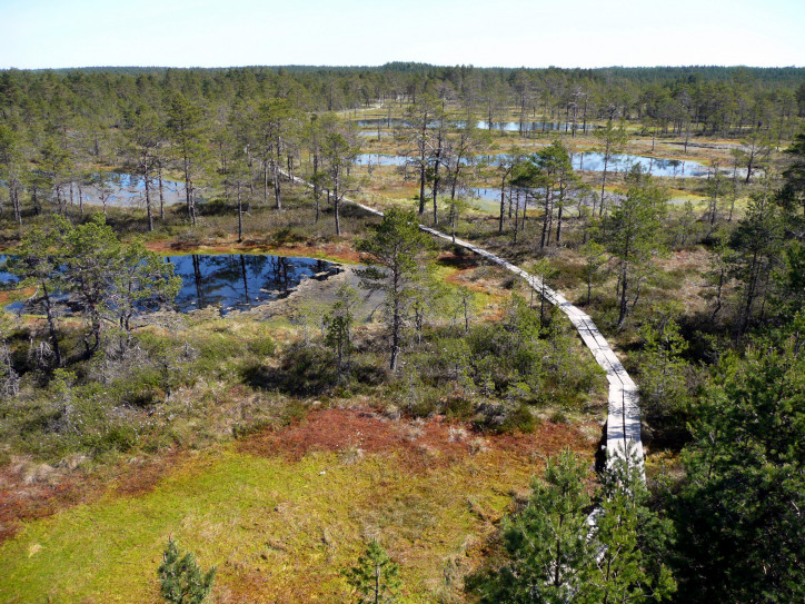Torfowisko Viru Raba w estońskim Parku Narodowym Lahemaa powstało na miejscu polodowcowego jeziora i zajmuje ponad 230 ha; zdjęcie: Ireen Trummer (CC BY-SA 3.0)