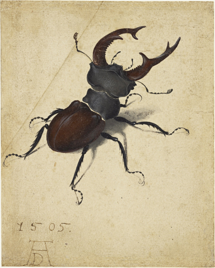 „Jelonek rogacz”, Albrecht Dürer, 1505 r.; zdjęcie: domena publiczna
