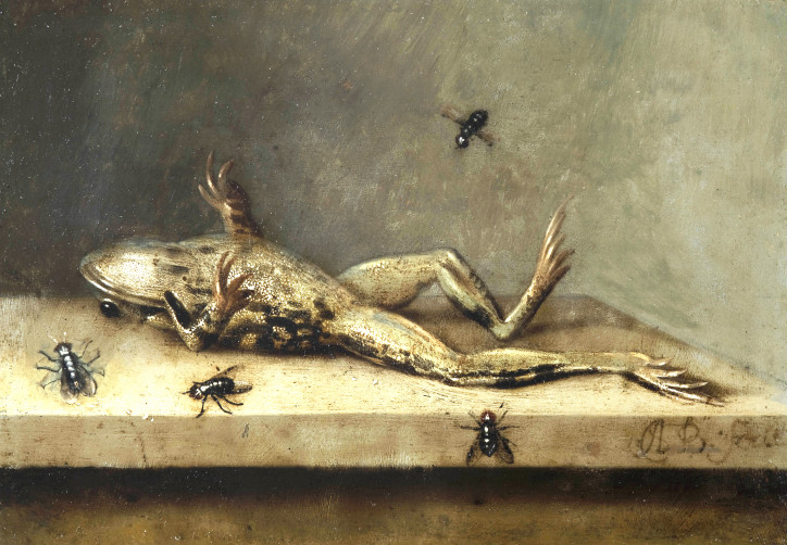 „Martwa żaba i muchy”, Ambrosius Bosschaert II, 1630 r., Fondation Custodia, Paryż; zdjęcie: domena publiczna