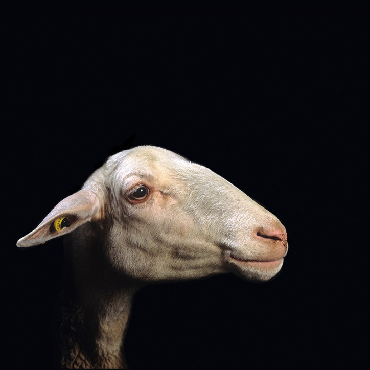 Portrety członków stada baranów wykonane przez Nabiła Boutrosa; prace z serii "Ovine condition – Celebrities" (Stan owiec – celebryci), 2014 r.; zdjęcia: © Nabil Boutros
