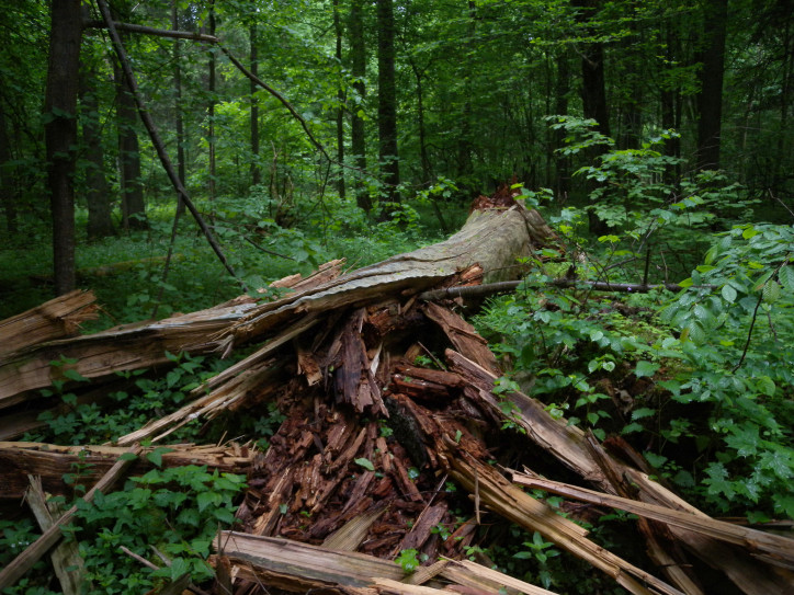 Białowieża Forest, photo: Frank Vassen/Flickr (CC BY 2.0 Deed)