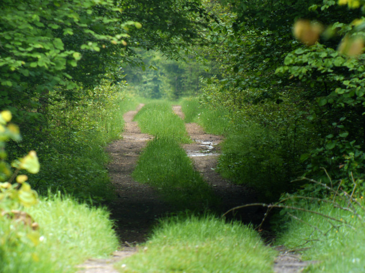 Białowieża Forest, photo: Frank Vassen/Flickr (CC BY 2.0 Deed)